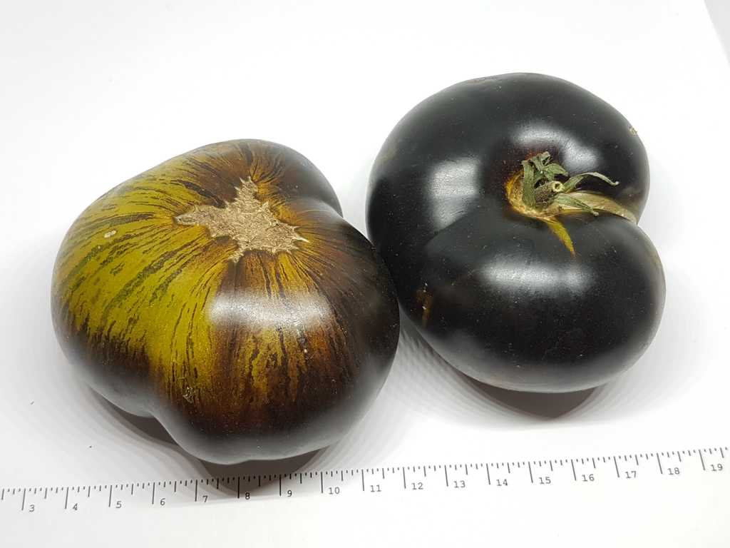 Xanadu Green Goddess